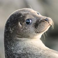 Foca