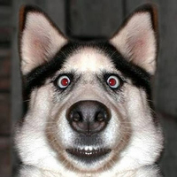 Cão Impressionado