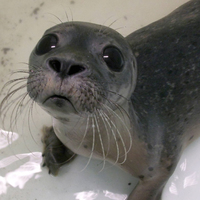 Foca