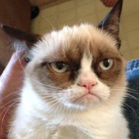 Grumpy Cat