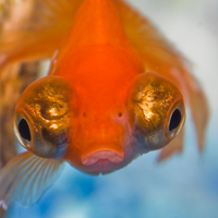 Peixe