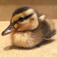 Pato