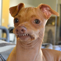 Tuna - Cachorro