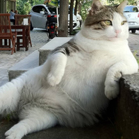 Gato