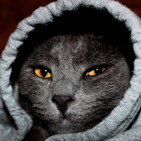 Gato
